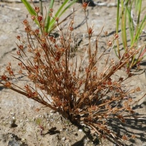 Photographie n°2228734 du taxon Juncus sphaerocarpus Nees [1818]