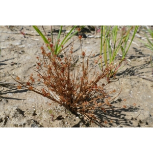 Juncus tenageia var. sphaerocarpus (Nees) Cariot & St.-Lag. (Jonc à fruits globuleux)