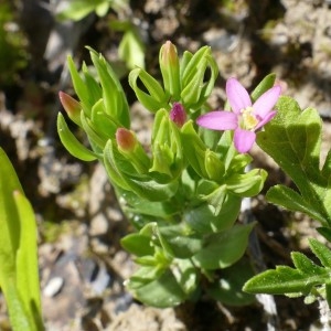 Photographie n°2228740 du taxon Valerianella echinata (L.) DC. [1805]