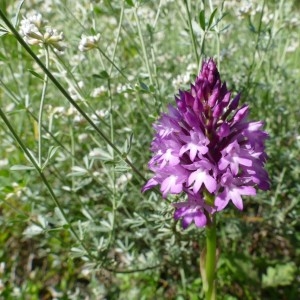 Photographie n°2228750 du taxon Anacamptis pyramidalis (L.) Rich. [1817]