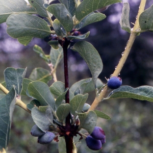 Photographie n°2228753 du taxon Lonicera caerulea L. [1753]