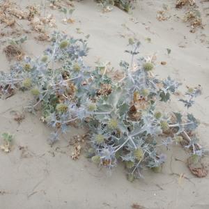 Photographie n°2228770 du taxon Eryngium maritimum L. [1753]