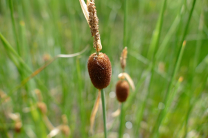 Jean-Michel Faton, le 13 mai 2015 (26400 Allex, France)