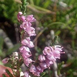 Photographie n°2228817 du taxon Calluna vulgaris (L.) Hull