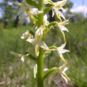 Photographie n°2228832 du taxon Platanthera bifolia (L.) Rich. [1817]