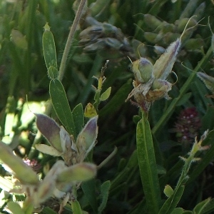 Photographie n°2228835 du taxon Genista sagittalis L. [1753]