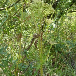 Photographie n°2228875 du taxon Selinum carvifolia (L.) L. [1762]