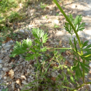 Photographie n°2228876 du taxon Selinum carvifolia (L.) L. [1762]