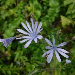 Photographie n°2228884 du taxon Cichorium intybus L. [1753]