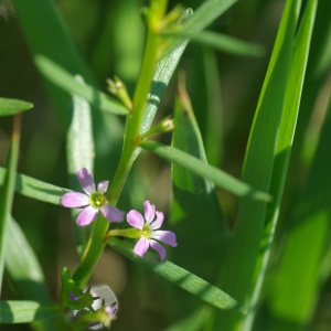 Photographie n°2228885 du taxon Lythrum hyssopifolia L. [1753]