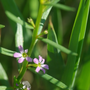 Photographie n°2228886 du taxon Lythrum hyssopifolia L. [1753]