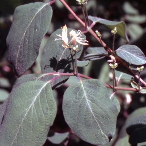 Photographie n°2228906 du taxon Lonicera xylosteum L. [1753]