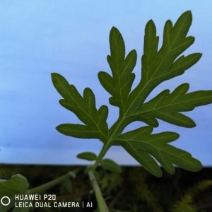 Photographie n°2228909 du taxon Artemisia vulgaris L. [1753]