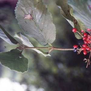 Photographie n°2228923 du taxon Viburnum lantana L. [1753]