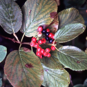 Photographie n°2228925 du taxon Viburnum lantana L. [1753]