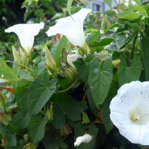 Photographie n°2228938 du taxon Convolvulus sepium L. [1753]