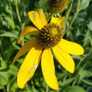 Photographie n°2228958 du taxon Rudbeckia laciniata L. [1753]