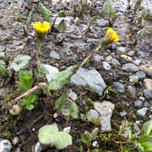 Photographie n°2229000 du taxon Tussilago farfara L. [1753]