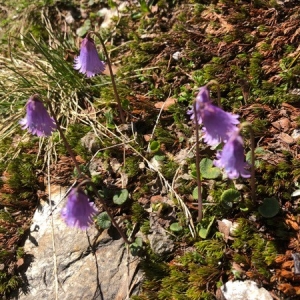  - Soldanella pusilla Baumg. [1816]