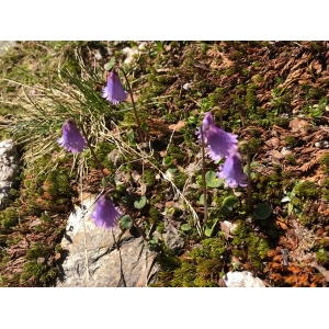 Soldanella pusilla Baumg. (Petite Soldanelle)