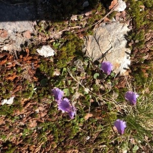  - Soldanella pusilla Baumg. [1816]