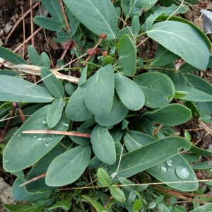 Photographie n°2229026 du taxon Anthyllis vulneraria L. [1753]