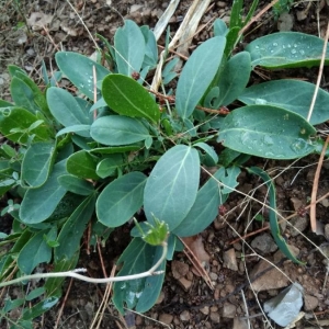 Photographie n°2229027 du taxon Anthyllis vulneraria L. [1753]