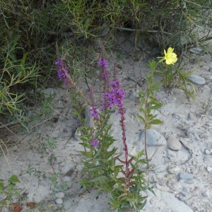 Photographie n°2229029 du taxon Lythrum salicaria L. [1753]