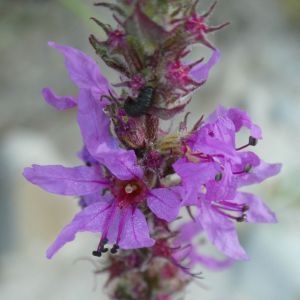 Photographie n°2229030 du taxon Lythrum salicaria L. [1753]