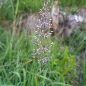 Photographie n°2229039 du taxon Calamagrostis epigejos (L.) Roth [1788]