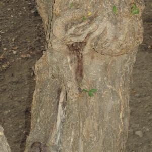 Photographie n°2229112 du taxon Punica granatum L. [1753]