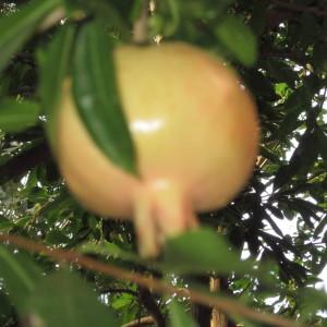 Photographie n°2229114 du taxon Punica granatum L. [1753]