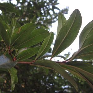 Photographie n°2229117 du taxon Punica granatum L. [1753]