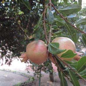 Photographie n°2229118 du taxon Punica granatum L. [1753]