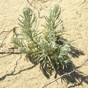 Photographie n°2229123 du taxon Helichrysum stoechas (L.) Moench [1794]