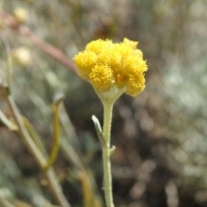 Photographie n°2229124 du taxon Helichrysum stoechas (L.) Moench [1794]