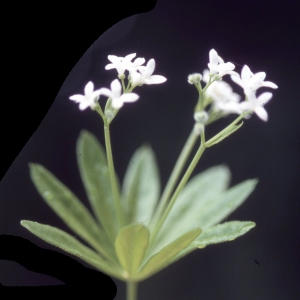 Photographie n°2229152 du taxon Galium odoratum (L.) Scop. [1771]