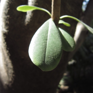 Photographie n°2229197 du taxon Pittosporum tobira (Thunb.) W.T.Aiton [1811]