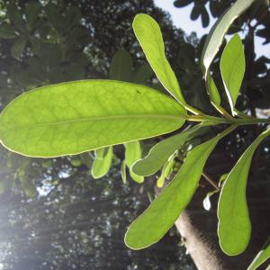 Photographie n°2229198 du taxon Pittosporum tobira (Thunb.) W.T.Aiton [1811]