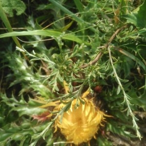 Photographie n°2229221 du taxon Genista pilosa L. [1753]