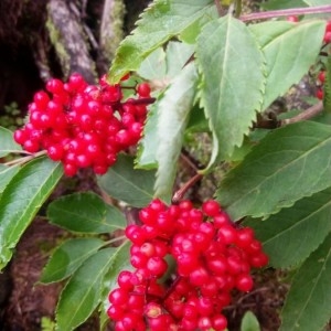 Photographie n°2229258 du taxon Sambucus racemosa L. [1753]