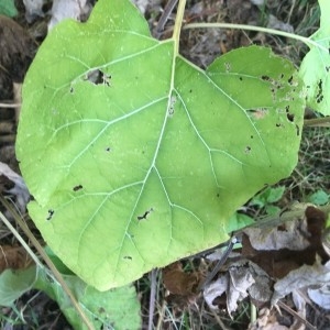 Photographie n°2229265 du taxon Arctium lappa L. [1753]