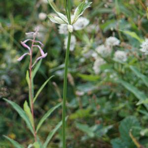 Photographie n°2229269 du taxon Astrantia major L. [1753]