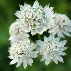 Photographie n°2229278 du taxon Astrantia major L. [1753]