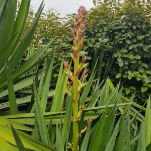 Photographie n°2229301 du taxon Yucca gloriosa L. [1753]