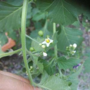 Photographie n°2229310 du taxon Solanum nigrum L. [1753]