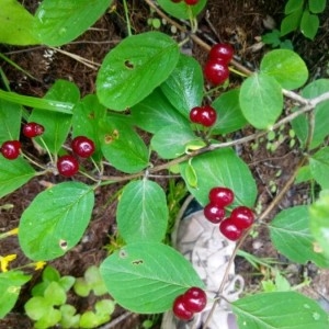 Photographie n°2229314 du taxon Lonicera xylosteum L. [1753]