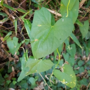 Photographie n°2229316 du taxon Parthenocissus quinquefolia (L.) Planch. [1887]