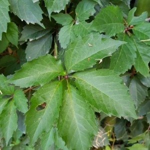 Photographie n°2229317 du taxon Parthenocissus quinquefolia (L.) Planch. [1887]