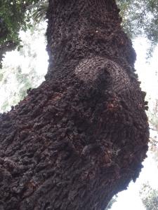 La Spada Arturo, le  9 août 2018 (Catania (Orto botanico))